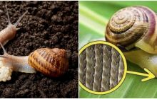 Loài động vật thân mềm có số lượng răng ‘khủng’ lên tới 25.000 chiếc