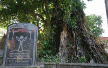 2 cây thị hơn 600 tuổi ở Thanh Hóa: Cao hơn 20m, được dân làng trông coi kỹ càng, xem như ‘báu vật’