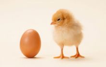Câu trả lời của khoa học cho câu hỏi 'Con gà có trước hay quả trứng có trước?'