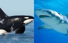 Tại sao cá voi sát thủ có thể kết liễu cá mập nhưng lại thân thiện với con người?