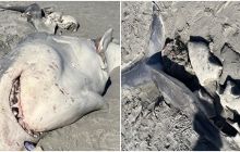 Kinh hoàng xác cá mập trắng lớn bị cá voi sát thủ xé làm đôi để ăn gan