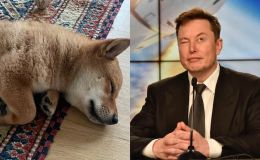 Đăng một bức ảnh chó cưng, Elon Musk làm tiền ảo tăng giá gần 1000%