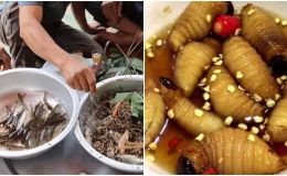 Những món ăn sống kinh dị nhất Việt Nam, có những món chỉ nghe tên thôi cũng đã thấy sợ