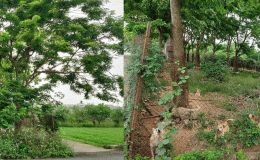 Thông tin về làng trồng loại gỗ quý hiếm ở Việt Nam: Giá 1 tỷ cây 90cm, nuôi cả đàn chó canh giữ