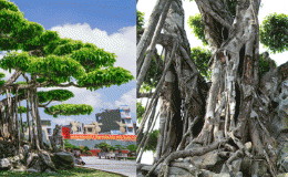 Top 3 cây cảnh đắt nhất Việt Nam: Có cây giá trị lên đến 460 tỷ đồng với khối lượng khoảng 50 tấn