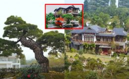 Biệt thự 3.000m2 của Phó chủ tịch FPT: 'Hạm đội thông' bạc tỷ với cây Thái Thượng Hoàng 700 tuổi