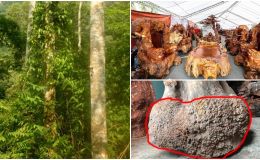 Bộ bàn ghế ‘Cửu lân quần tụ’ cực hiếm ở VN: Nặng 4 tấn, làm từ gỗ quý và mạ vàng trị giá bạc tỷ