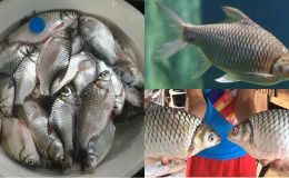 Loài cá Việt Nam suýt bị tuyệt chủng, giờ hồi sinh kỳ diệu, là món đặc sản trị giá hàng triệu đồng