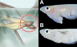 Loài cá hiếm chỉ có ở Việt Nam, top tiến hóa dị nhất trên thế giới: Có cơ quan sinh sản ở trên đầu 