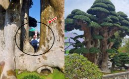 Cây dúi 1000 tuổi nổi tiếng nhất Bình Định: Có dáng tháp Chăm cổ, trả 23 tỷ vẫn không bán