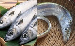 Việt Nam có 5 loại cá biển thơm ngon bổ dưỡng, giá rẻ chưa tới 100 nghìn/kg