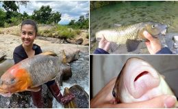 Loại cá đắt đỏ bậc nhất chỉ Việt Nam và Trung Quốc có: Là ‘ngũ quỷ hà thủy’, xưa dùng để tiến vua