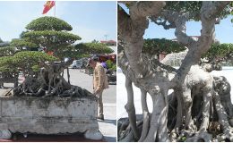 ‘Siêu cây cảnh’ thế bonsai ‘độc nhất vô nhị’ có giá khủng, nhiều người chỉ ngắm không dám mua