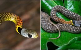 Loài rắn rực rỡ nhất nhì Việt Nam nhưng cực độc, nhiều người vẫn săn lùng làm sinh vật cảnh