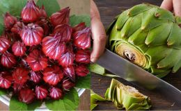 Loại thảo dược quý của Việt Nam có công dụng cực tốt, được Tổ chức Kỷ lục châu Á công nhận