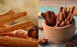 Việt Nam có sẵn loài cây quý được coi là ‘khắc tinh của ung thư’, thuộc Tứ bảo của Đông Y