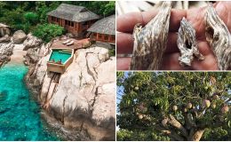 Tỉnh được mệnh danh là ‘thủ phủ’ của trầm hương nổi tiếng trăm năm, có loại quả bán sang tận Dubai