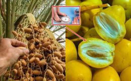 Loại quả được xem là 'hạt ngọc' ở Dubai: Có nhiều ở chợ Việt Nam, là 'cứu tinh' cho người tiểu đường