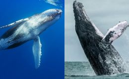Cá voi lưng gù lập kỷ lục thế giới khi bơi hơn 11.000 km, giới khoa học hé lộ nguyên nhân bất ngờ