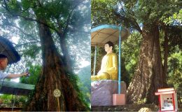 Cận cảnh cây đại cổ thụ của Việt Nam có tuổi thọ ngang ‘ông Bành Tổ’, mang ý nghĩa tâm linh đặc biệt