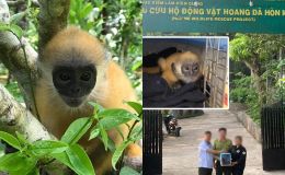 Loài linh trưởng quý hiểm có nguy cơ tuyệt chủng, chỉ có ở Việt Nam: Lọt top nguy cấp nhất thế giới, chung sức giải cứu