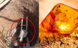 1 gia đình đào giếng trúng được khối đá quý hơn vàng, cả làng đổ xô đi làm giàu, kéo cả máy cẩu đào bới mỏ kho báu