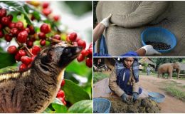 Cà phê được ‘phù phép’ bằng phân động vật: Việt Nam có loại giá 70 triệu đồng/kg, hương vị đặc trưng ‘có một không hai’