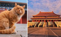 Xuất thân đặc biệt của đội an ninh hơn 200 'thị vệ' ở Tử Cấm Thành chuyên canh giữ bảo vật 