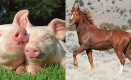 Trong 3 tuần tới, 4 con giáp sẽ được thần tài gõ cửa từng nhà, ban phát tài lộc đầy nhà