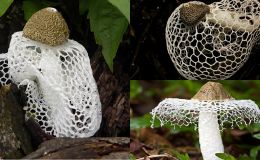 Việt Nam sở hữu loại nấm quý đắt bậc nhất TG: Có vẻ đẹp cổ tích, người Trung Quốc săn lùng tìm mua