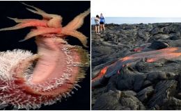 Loài sinh vật có khả năng chịu nhiệt khủng khiếp nhất thế giới: Núi lửa phun trào vẫn sống sót