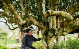 Cây chè 500 tuổi gây sốt trong giới chơi cây cảnh, được giá hơn 6 tỷ nhưng chủ vẫn từ chối bán