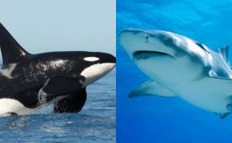 Tại sao cá voi sát thủ có thể kết liễu cá mập nhưng lại thân thiện với con người?