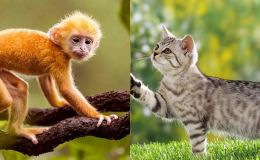 Cuối tháng 12, những con giáp nào lật ngược được như cá chép nhảy qua hang rồng?