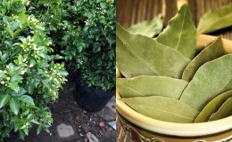 Một loại lá cây của Việt Nam được săn lùng dù có giá đắt đỏ, ít có quốc gia nào sở hữu