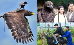 Tại sao con người không thuần hóa chim làm thú cưỡi? Lý do cực đơn giản nhưng không phải ai cũng biết