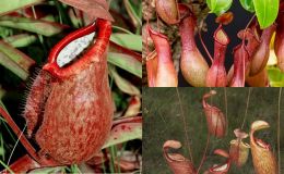 Loài cây ăn thịt kỳ diệu nhất thế giới tưởng tuyệt chủng bỗng ‘hồi sinh’ ở Việt Nam, số lượng cực ít