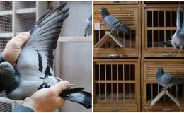 Chú chim bồ câu phá kỷ lục thế giới: Giá bằng 1 căn biệt thự, có vệ sĩ riêng, mới chỉ 2 tuổi