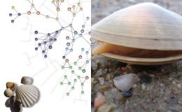 Phát hiện 'chìa khóa' bí ẩn giúp trường thọ ở loài ngao, nghêu giúp chúng sống tới vài trăm năm