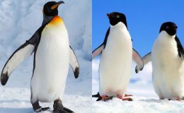 10 sự thật khó tin về chim cánh cụt: 'Đi nặng' 20 phút một lần, lặn hàng trăm mét