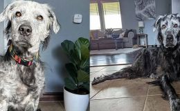 Chú chó đen chuyển sang 'trắng' hoàn toàn sau 2,5 năm kể từ khi được chẩn đoán mắc bệnh bạch biến