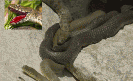 Kẻ săn mồi hoàn toàn bị đánh lừa trước loài rắn có cách tự vệ tinh quái: Lẽ lưỡi, hộc máu giả chết