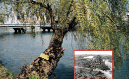 Cây cổ thụ vẫn tồn tại cho tới nay, sau vụ thả bom nguyên tử vào thành phố Hiroshima ở Thế chiến II
