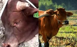 Tại sao bò khóc trước khi bị làm thịt? Động vật được thuần hóa có thực sự biết được số phận của mình không?