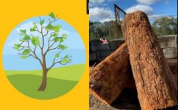 Top loại gỗ cứng nhất thế giới: Có 1 loại cứng gấp 2 lần thép, thách thức máy cưa!