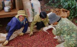 Giá cà phê hôm nay 23/3: Robusta liên tục tăng mạnh mẽ, thời cơ xuất khẩu cà phê Việt Nam đã đến!