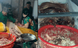 Bình Phước: Tiêu hủy gần 800kg thịt heo ôi thiu, nhiễm dịch tả lợn châu Phi không rõ nguồn gốc