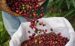 Giá cà phê hôm nay 15/5: Bất ngờ 'quay xe' giảm ác liệt, có nơi 'sụt' tới 2.500 đồng/kg 