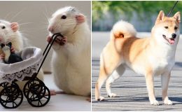 Từ ngày 30/5, 3 con giáp sau sẽ được tự do về tài chính, lợi nhuận bất ngờ sẽ đổ về tài khoản