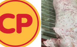 Sở NN & MT tỉnh Sóc Trăng thông tin nóng về ảnh heo bệnh được Công ty C.P trà trộn bán ra thị trường